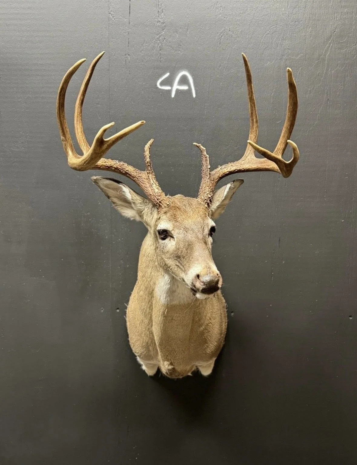 Deer head mounted on black wall with antlers and a white 'LA' written above