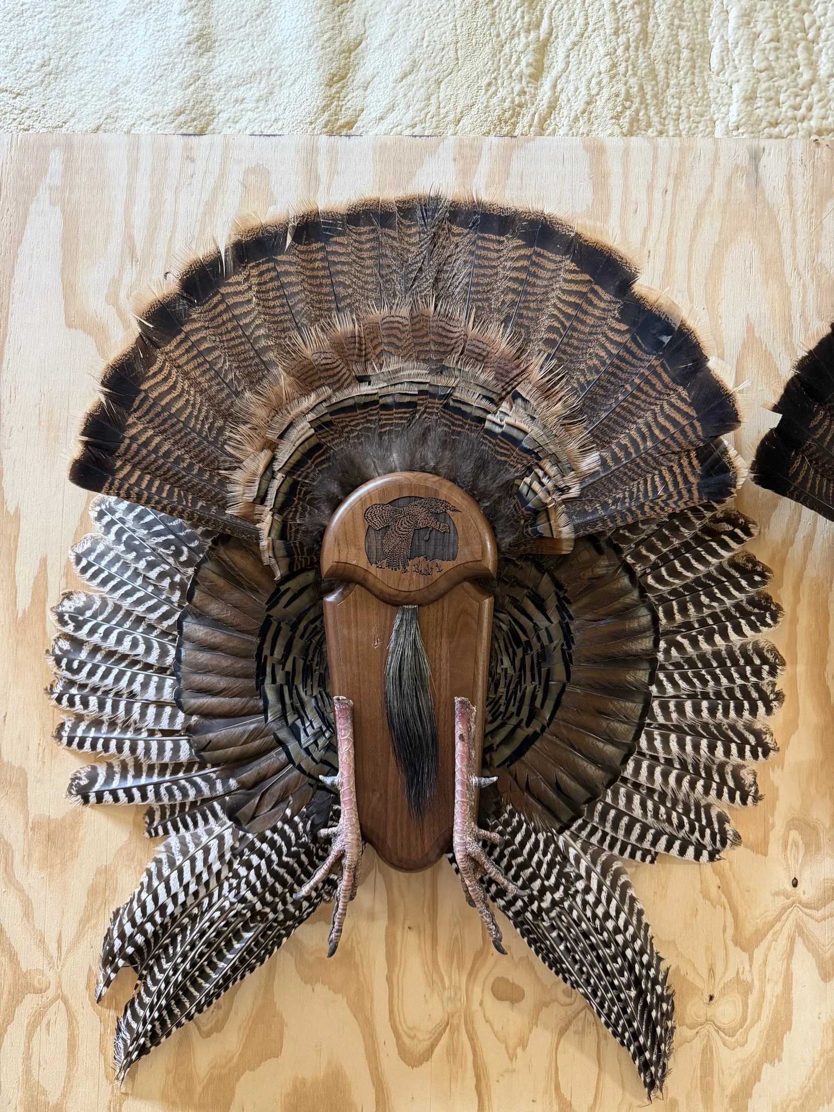 Decorative fan made of feathers mounted on a wooden plaque with a bird design, displayed on a wooden background.