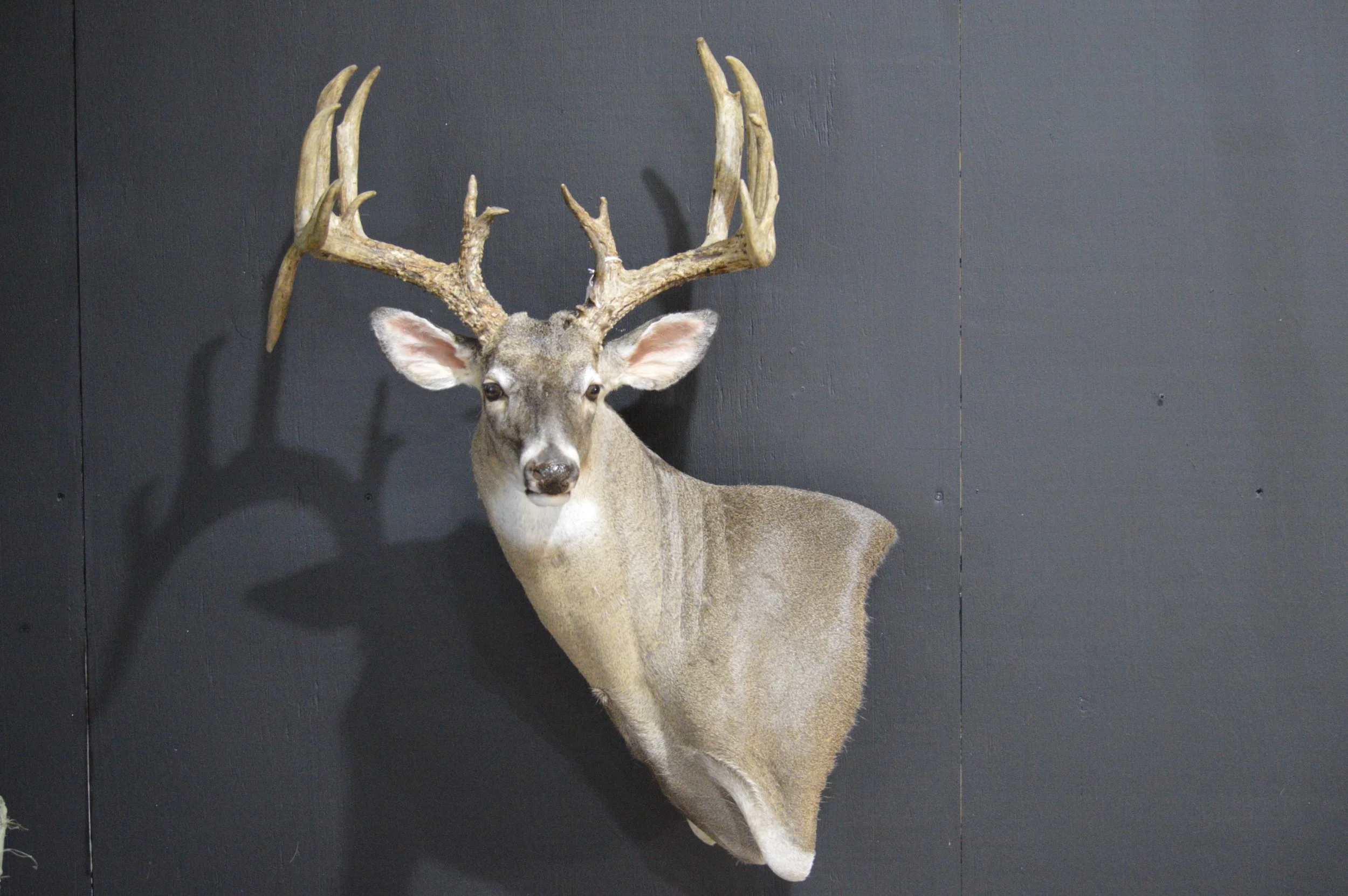 Mounted deer head with antlers on a dark wall.