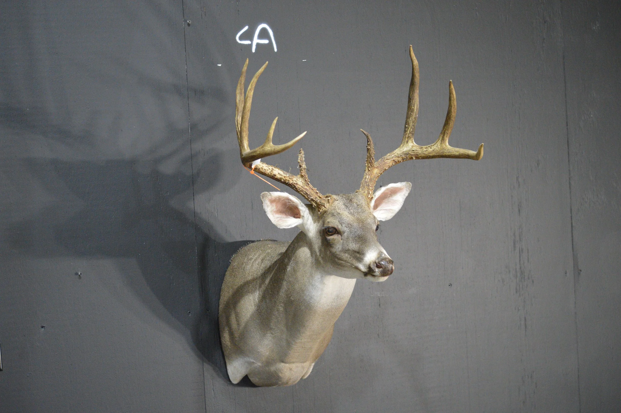 Mounted deer head with large antlers on a dark wall.