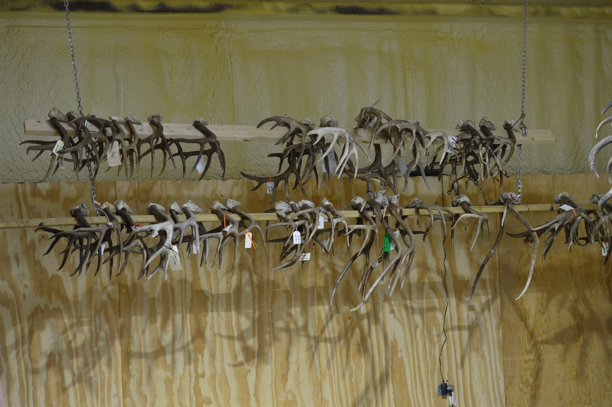 Multiple sets of antlers mounted on shelves, set against a yellowish wall with a textured surface.