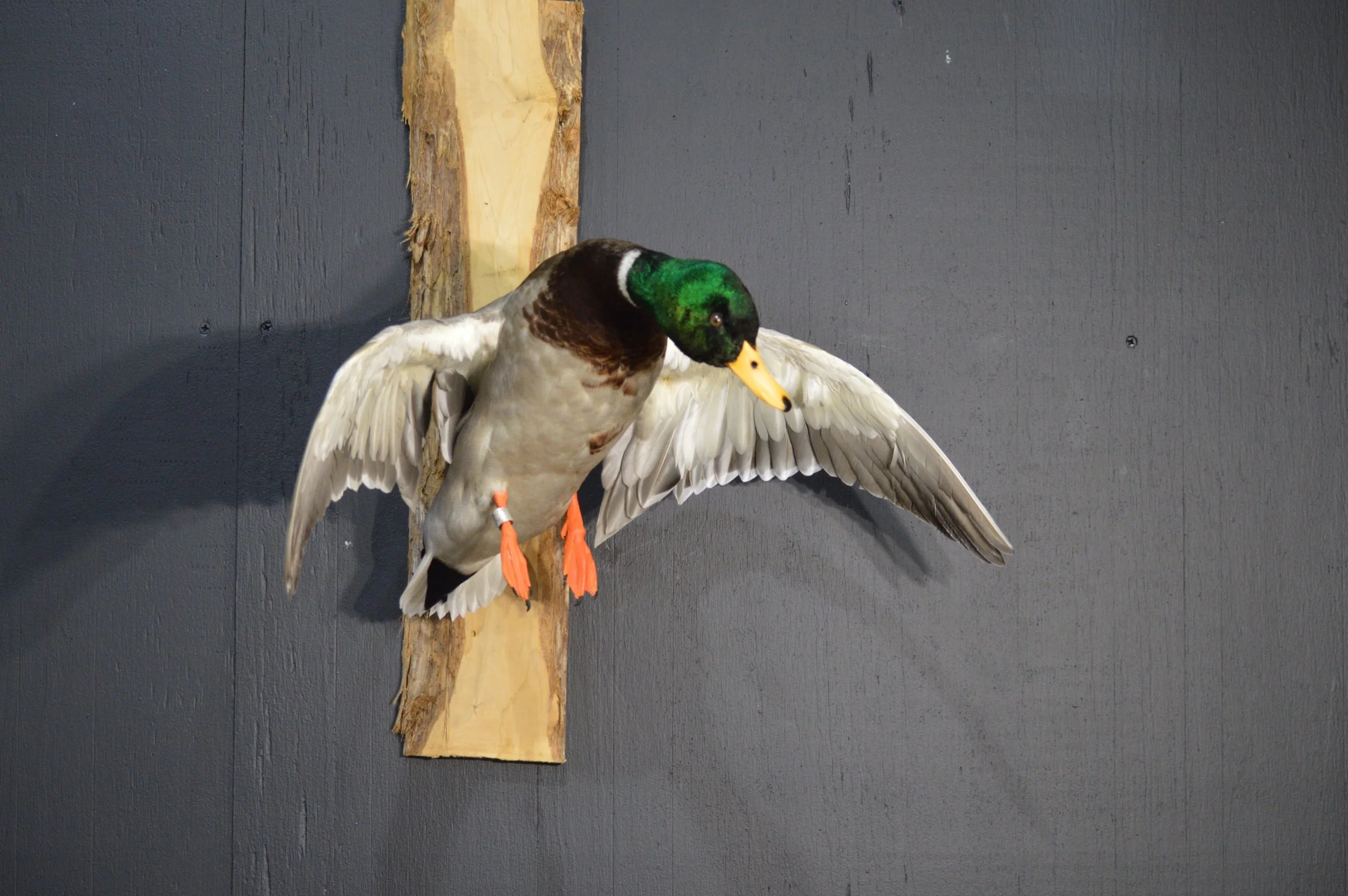 Mounted stuffed mallard duck with outstretched wings on a wooden board against a dark wall.