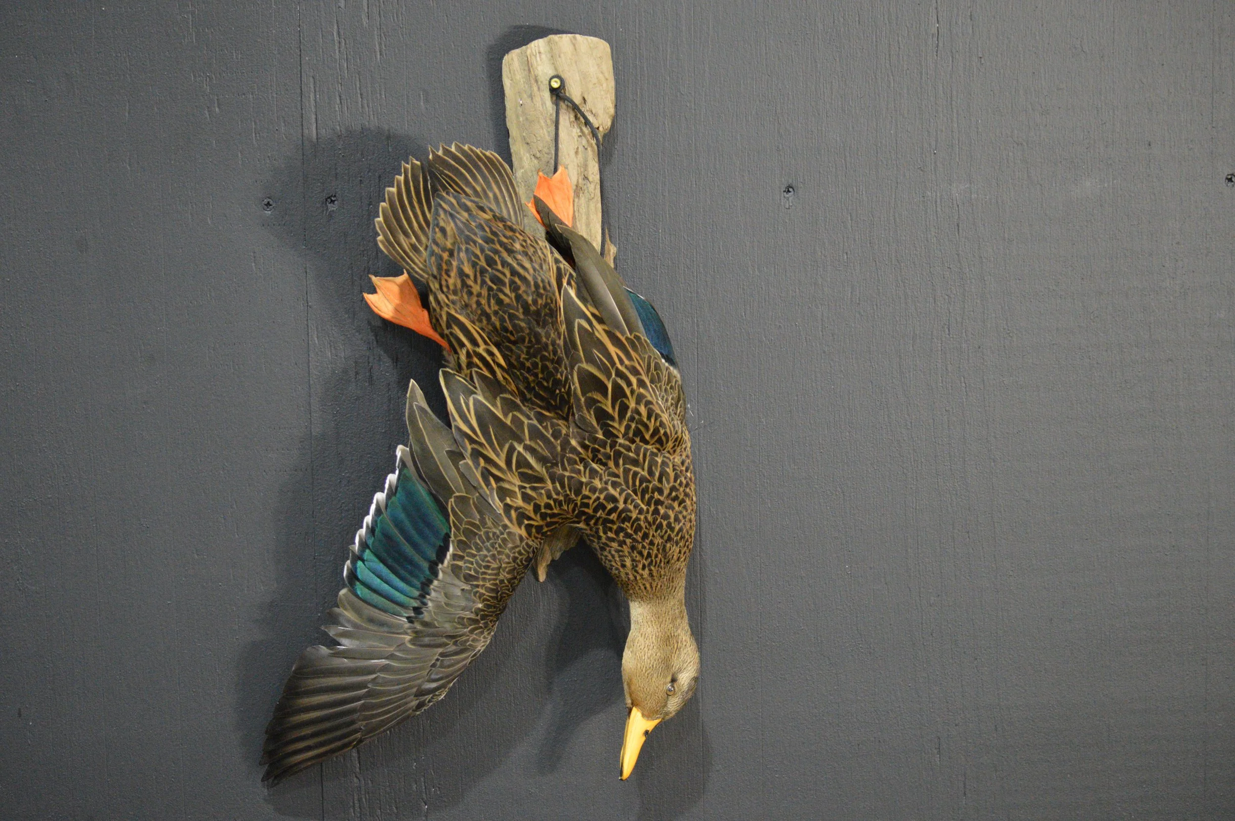 Decorative mounted bird resembling a woodpecker with brown, black, blue, and orange feathers, on a dark gray wall.