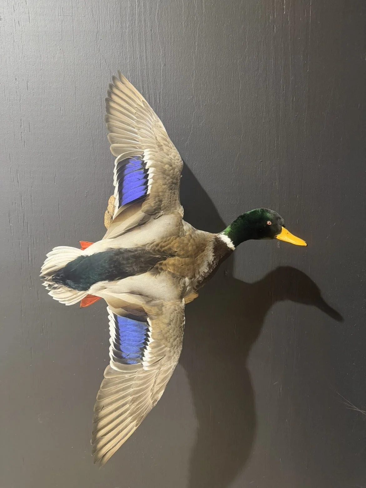 Wall-mounted duck decoy with brown, black, green, and blue feathers, orange beak, and red tail feathers, casting a shadow on a dark wall.
