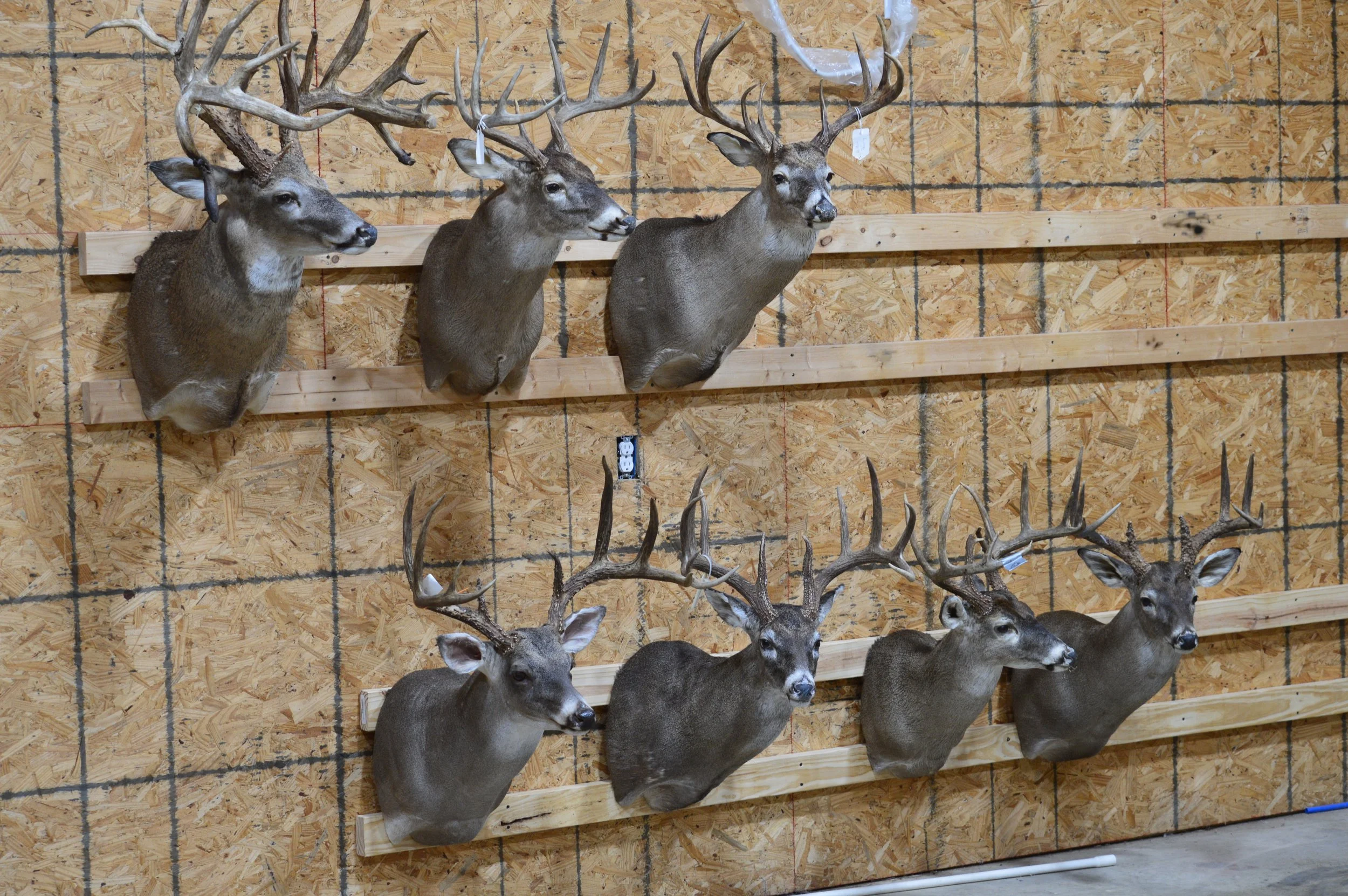 Mounted deer heads with large antlers on a wooden wall.
