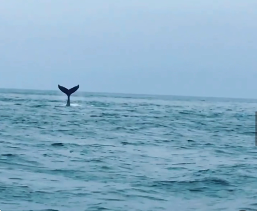 Cape Cod sightseeing cruises and custom boat excursions