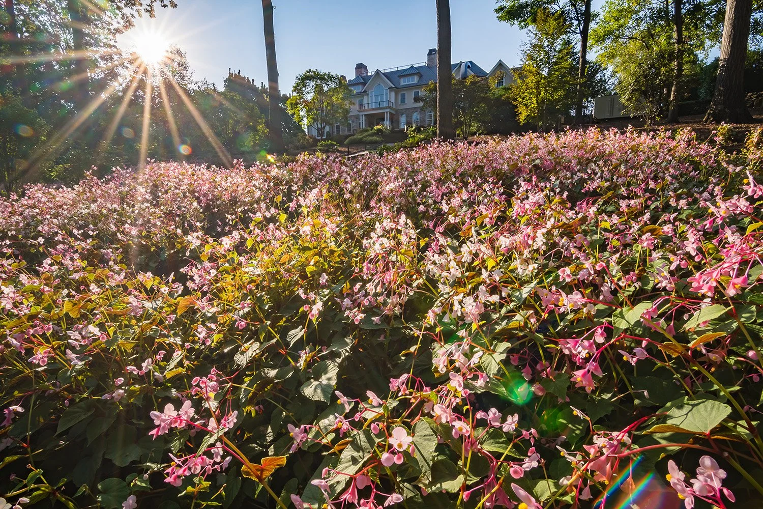 Autumn begonias in flower in the woodland garden at sunset, Riverfront Estate, Navesink River