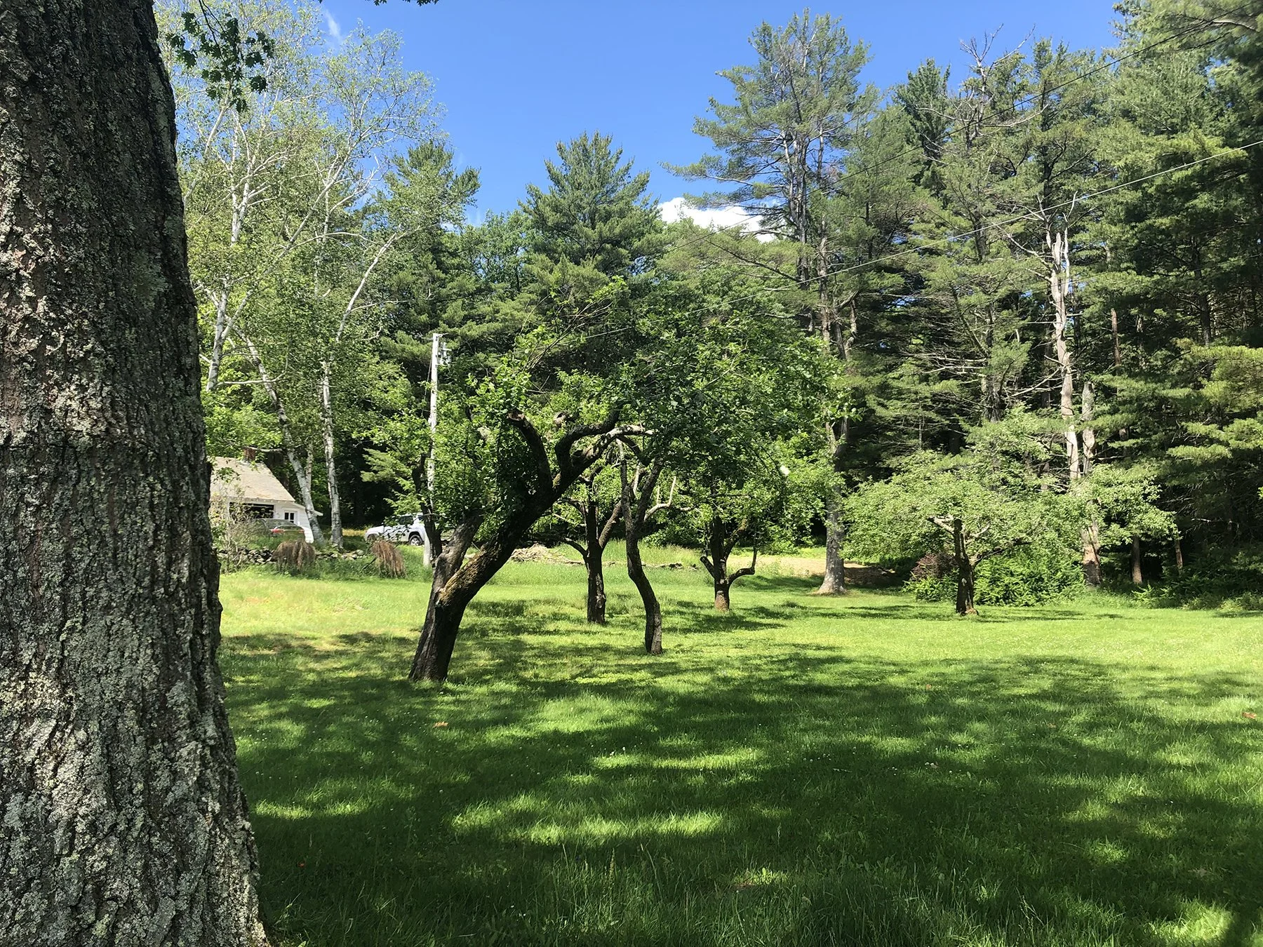 Old fruit trees casting shade across the lawn, Mountain Retreat, Mt Washington MA