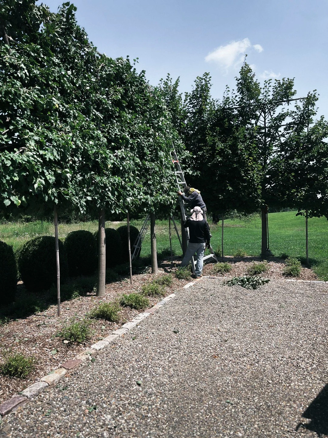 Pleaching is the practice of training trees into a continuous elevated plane ~ part horticulture, part architecture.

We use pleached trees to define space, frame views and create enclosure without the visual weight of a wall. Their clear stems prese