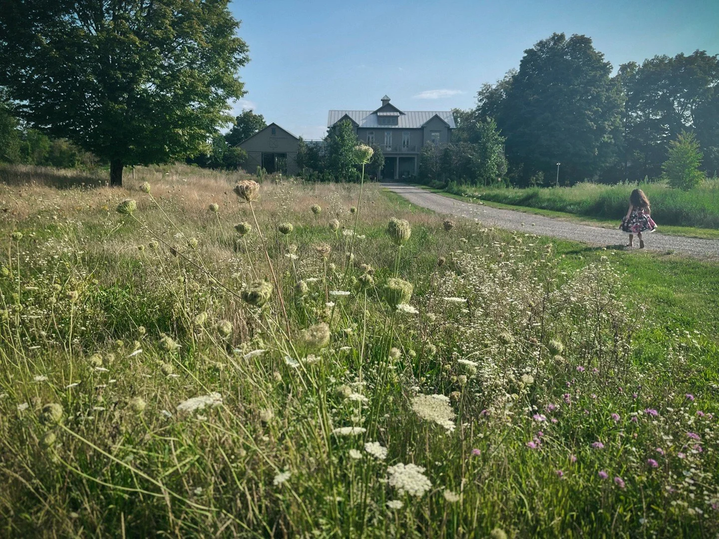 After two years, our client trusted us to let the grass grow and nature did the rest.

The meadow plants, including goldenrod and Queen Anne&rsquo;s lace, naturally self-seeded throughout the lawn, transforming a traditionally maintained grass area i