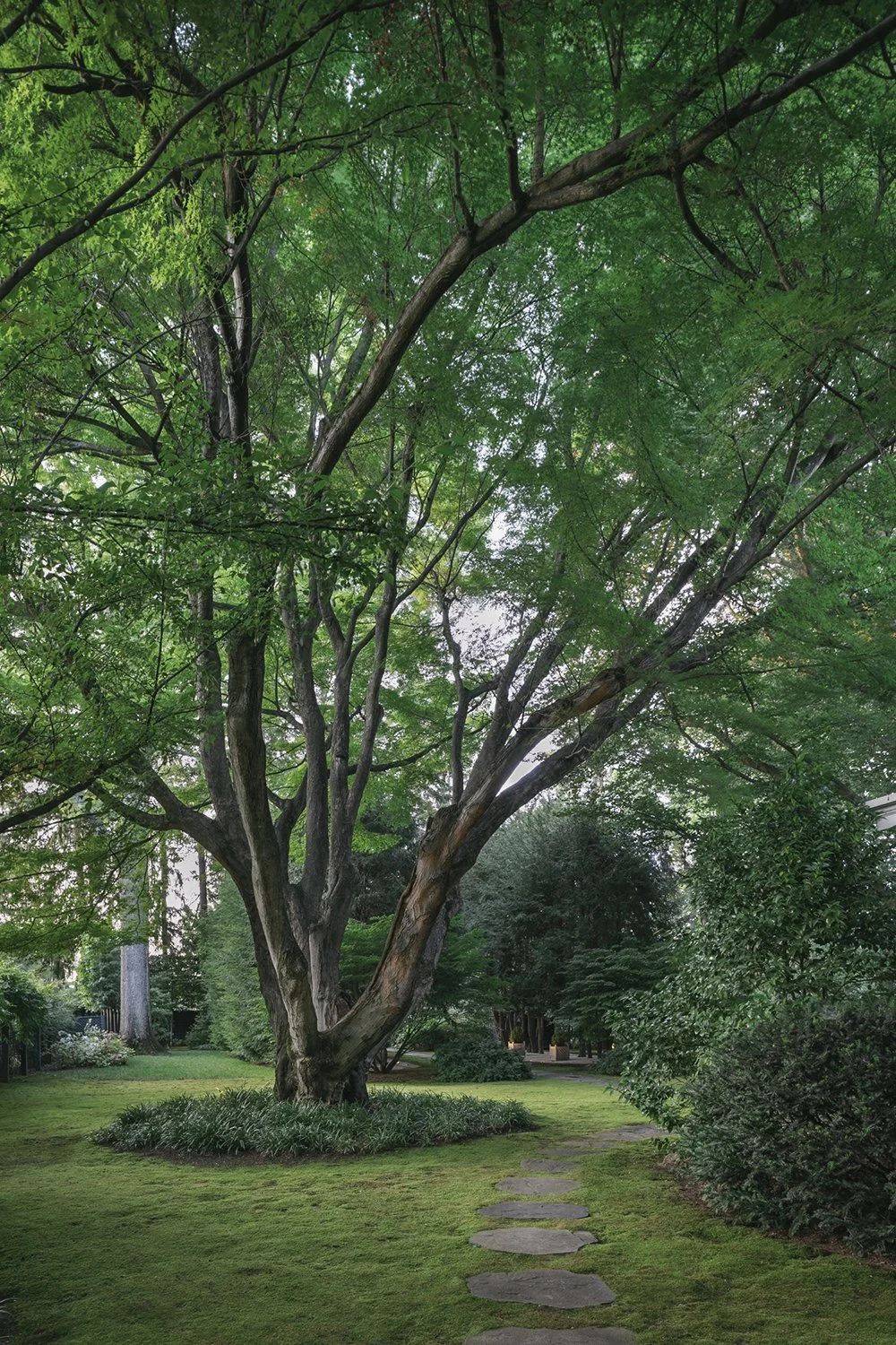 Mature multi-stemmed tree above a lawn path, Historic Garden, Shrewsbury NJ