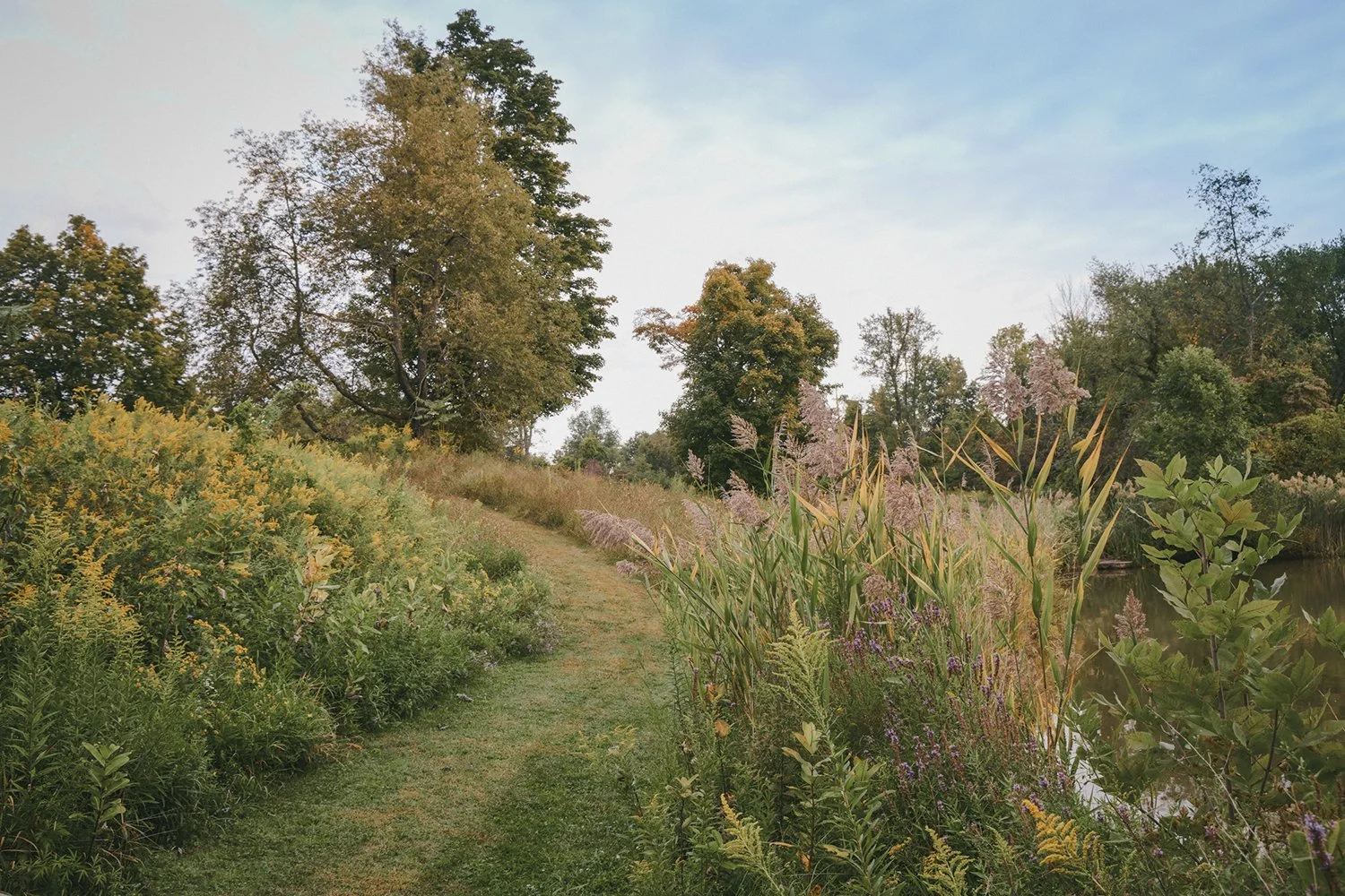 Mown path through native wildflower meadow, Hudson Valley Estate, Rhinebeck