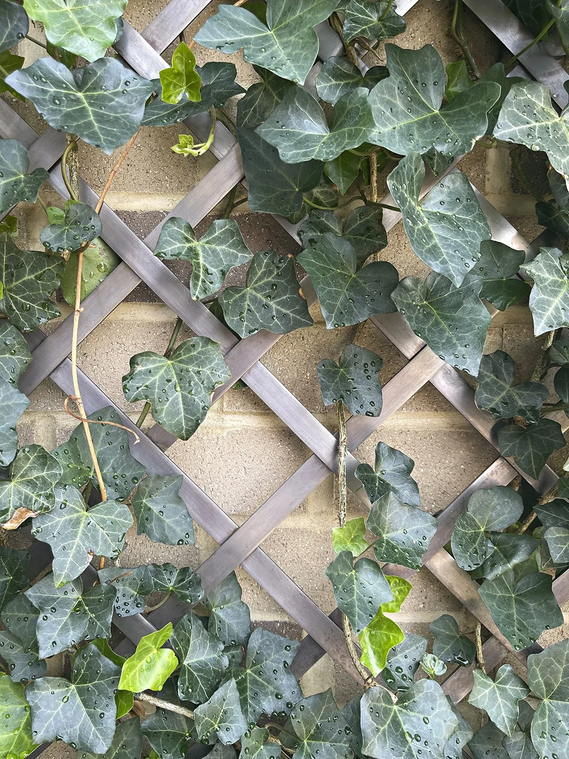 Ivy climbing the custom blackened steel trellis, Park Avenue Penthouse