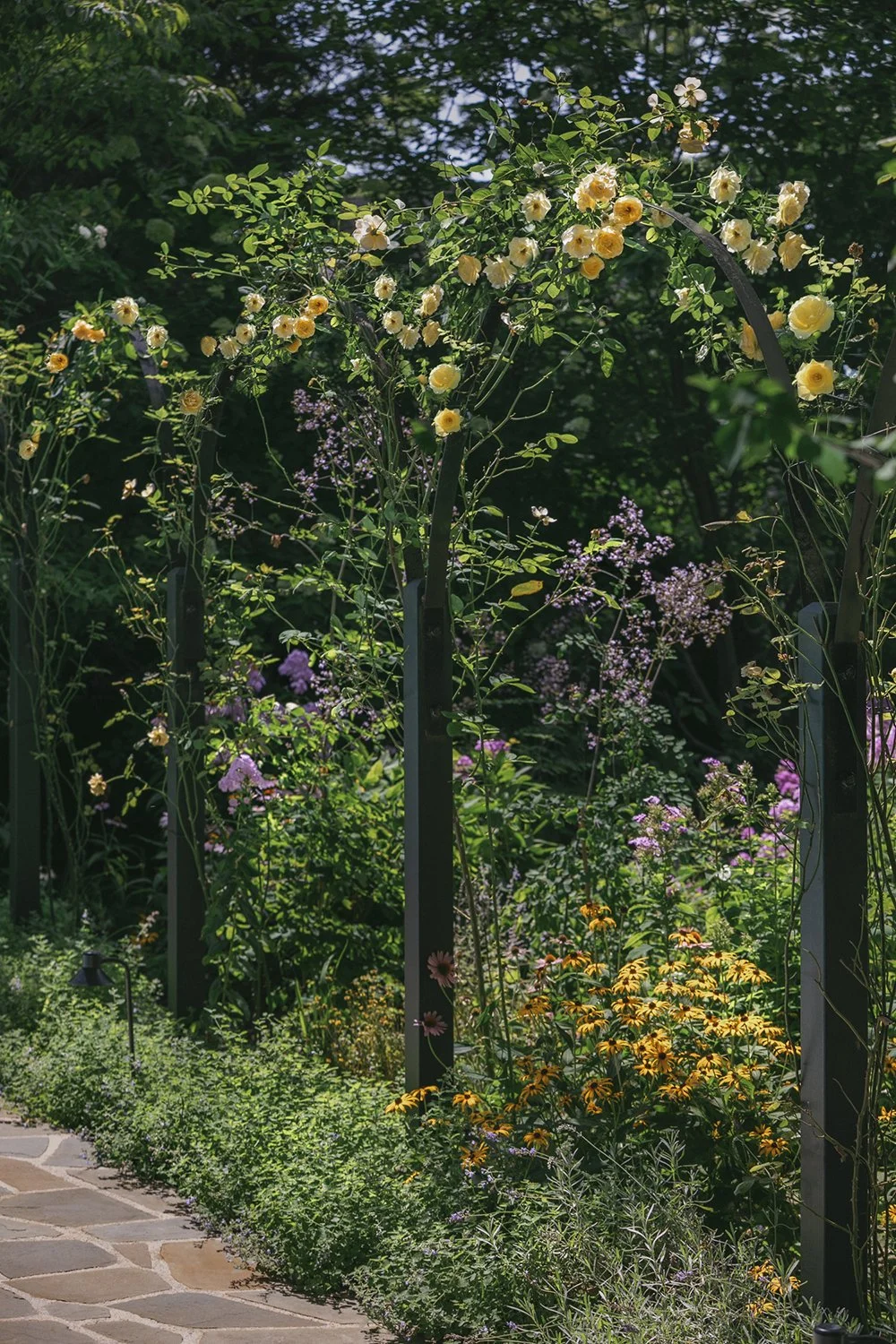 Climbing roses trained over bespoke ironwork hoops, Historic Garden, Shrewsbury NJ