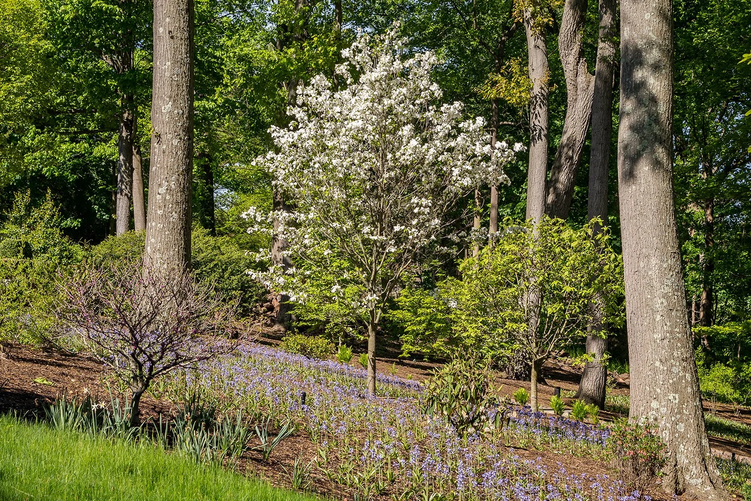 Flowering dogwood above a drift of Spanish bluebells in the woodland garden, Riverfront Estate, Navesink River
