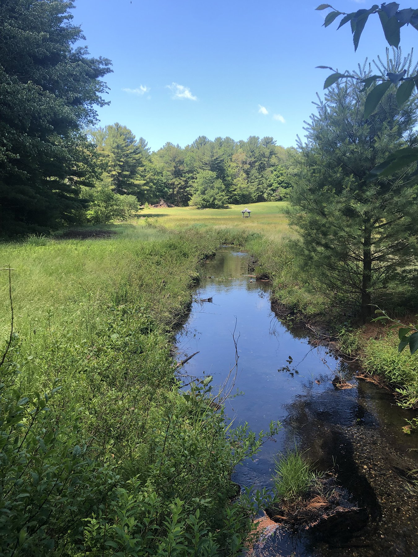 Natural stream running through long grasses, Mountain Retreat, Mt Washington MA