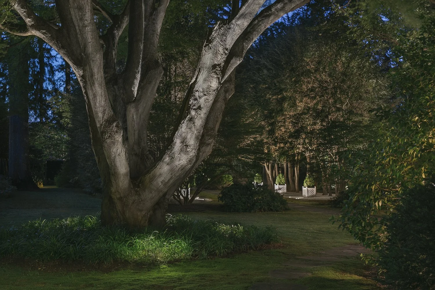 Sculptural branches of the mature beech tree uplit at night, Historic Garden, Shrewsbury NJ