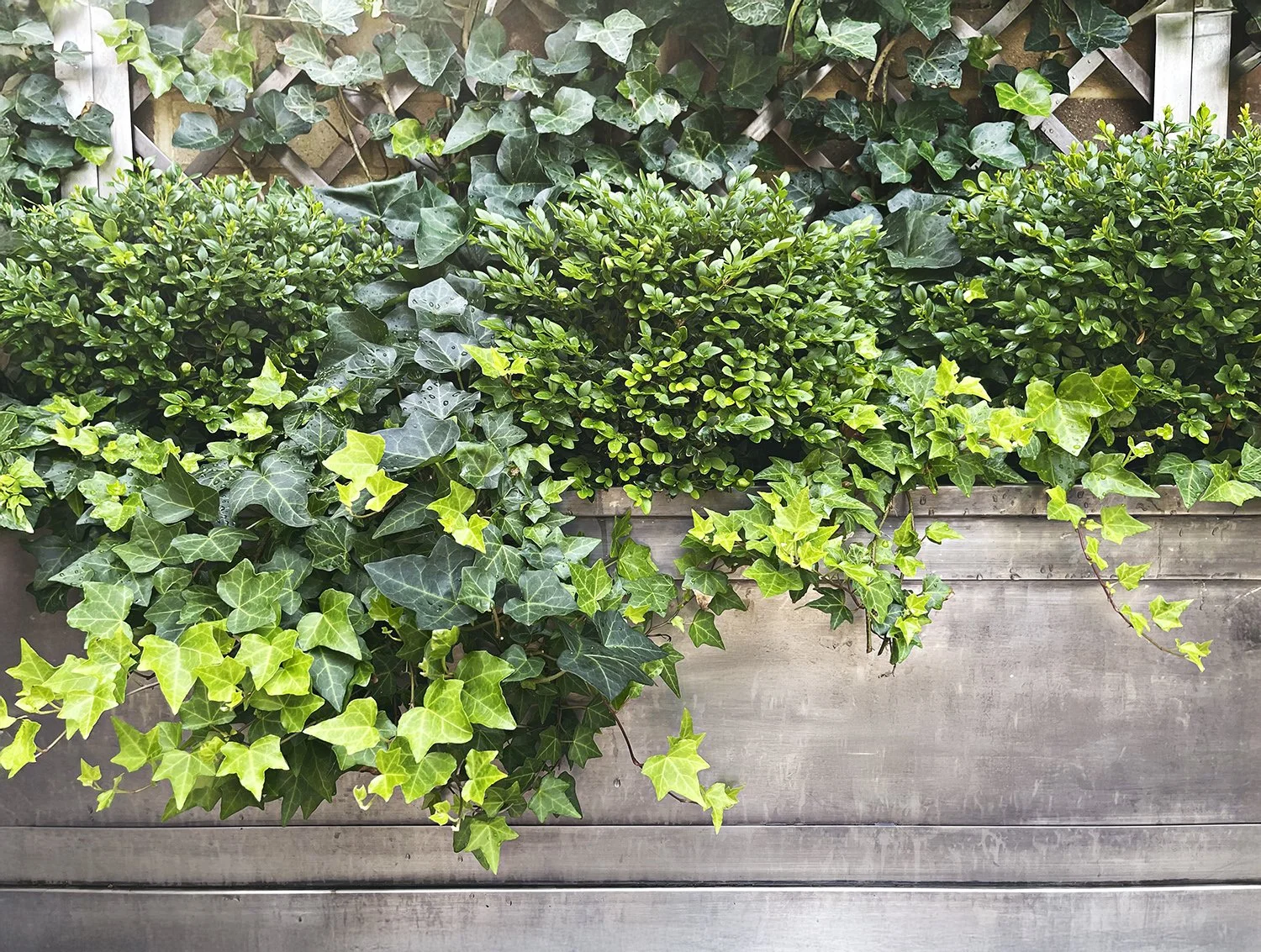 Planter of clipped boxwood with trailing ivy spilling over the edge, Park Avenue Penthouse