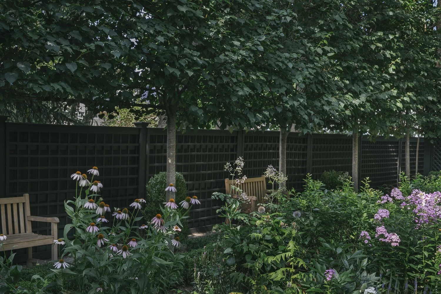Timber bench before a trellis screen, pleached trees and flowering perennials, Historic Garden, Shrewsbury NJ