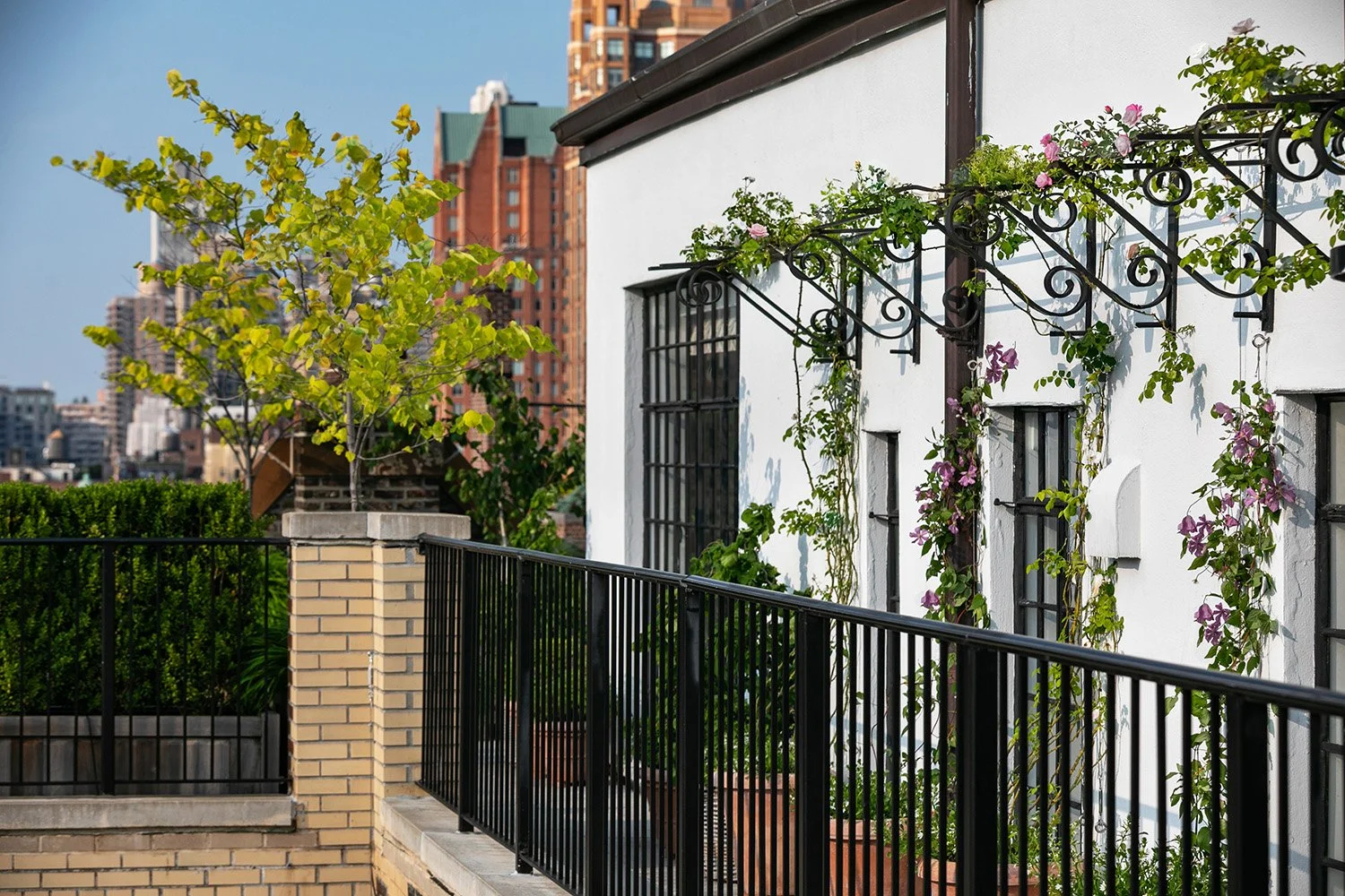 Black railings, clipped hedging and climbing plants along the terrace edge, Upper East Side Penthouse