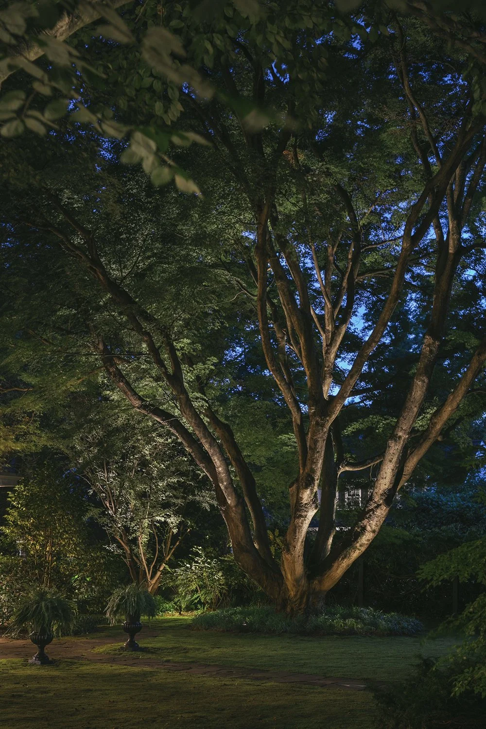 Specimen tree illuminated at night, Historic Garden, Shrewsbury NJ