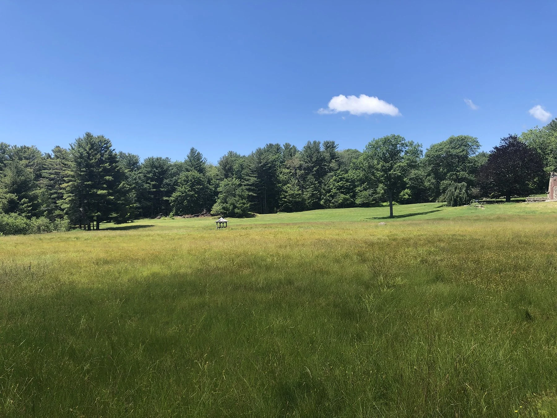 Open meadow edged by established woodland, Mountain Retreat, Mt Washington MA