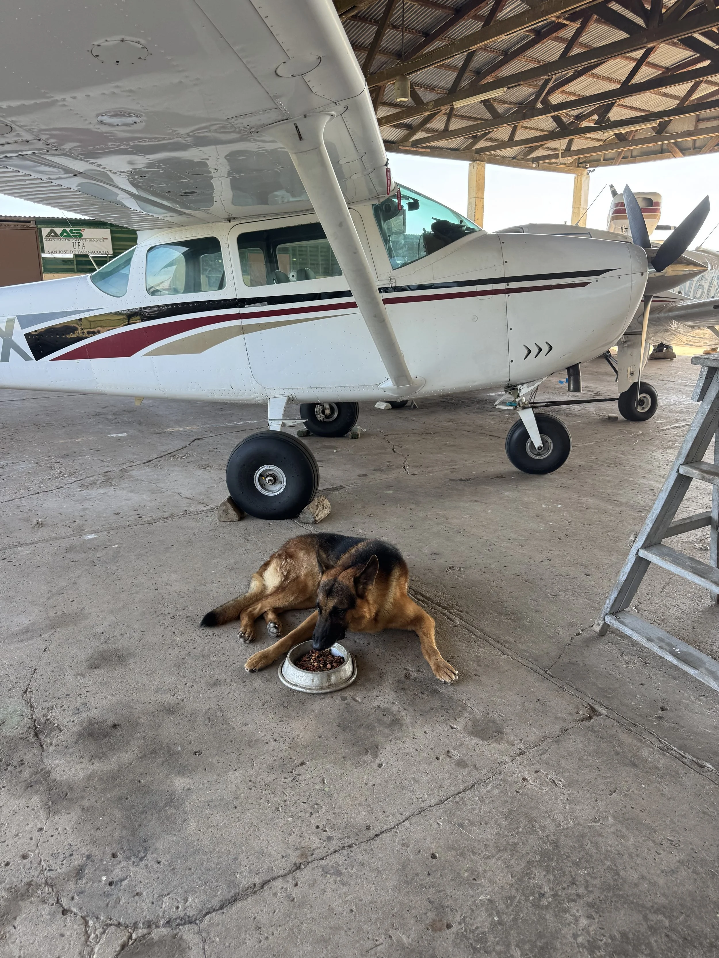 Peru Projects own "Scout" enjoys a bowl of dog food under the wing of the projects Cessna 182 inside its hangar.