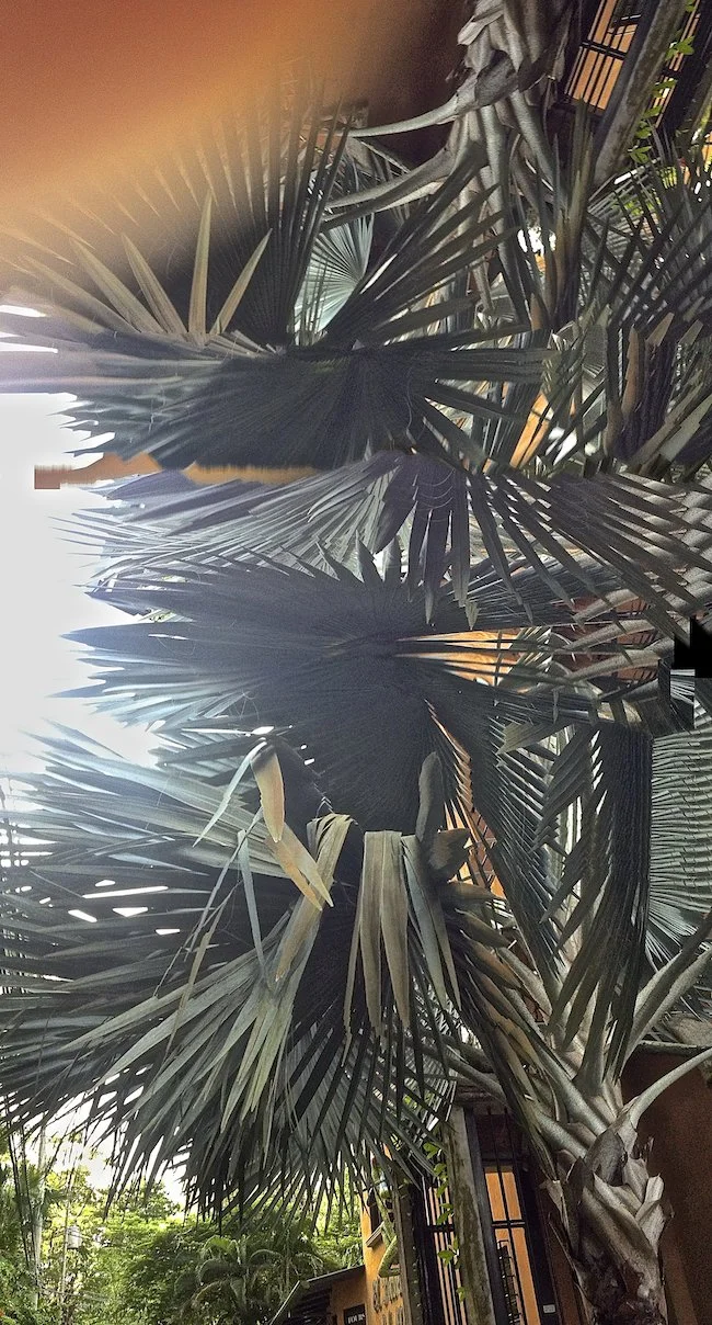 Abstract Palm 11
