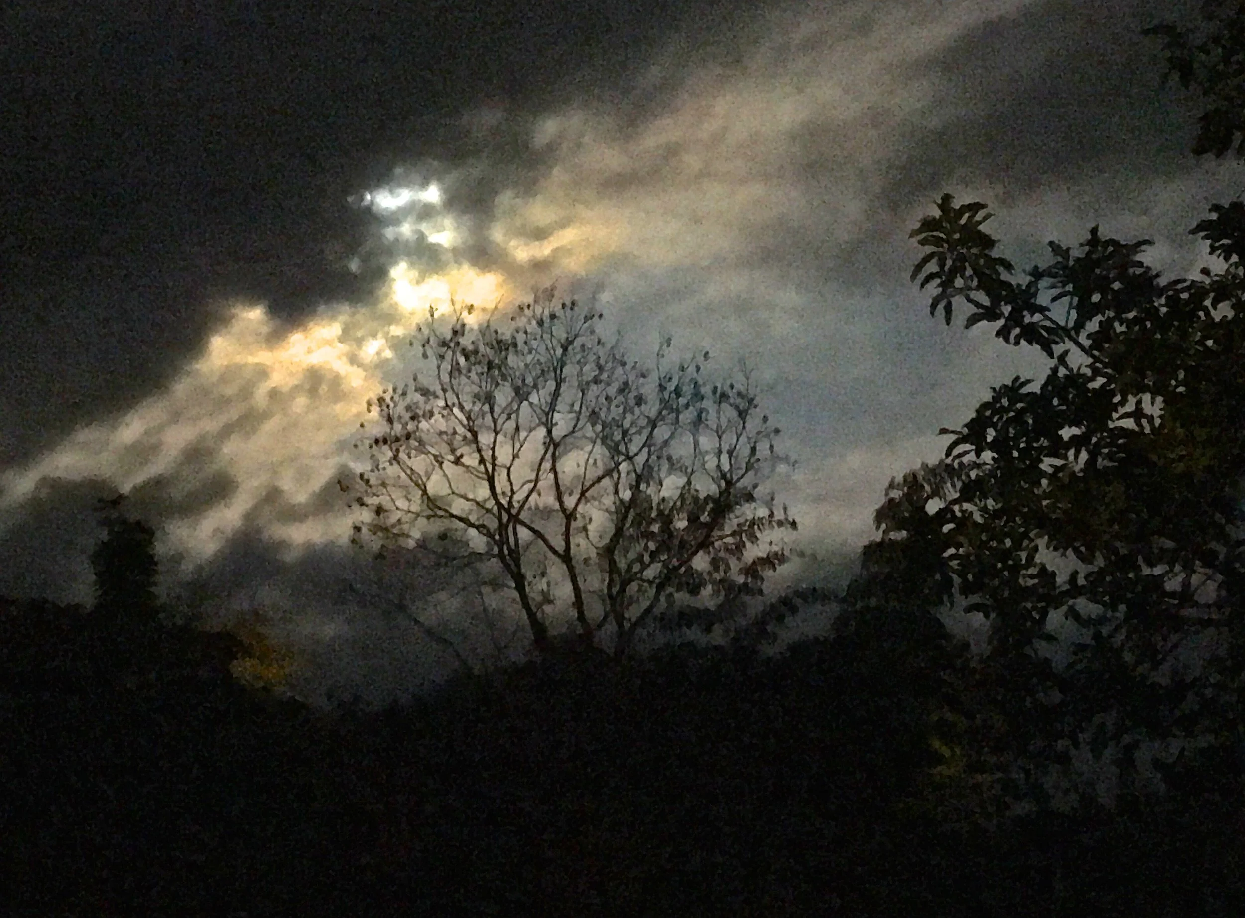 Jungle FULL MOON