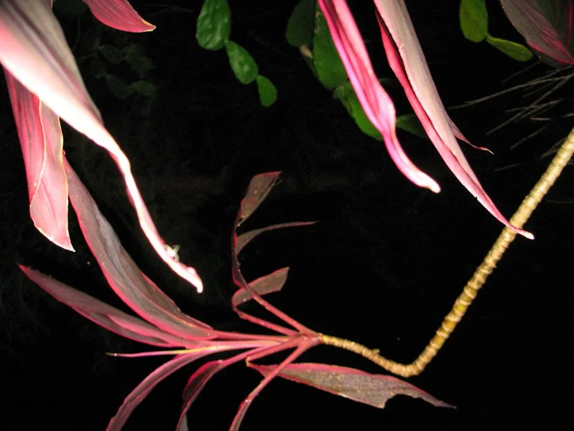 Tropical Abstraction 7