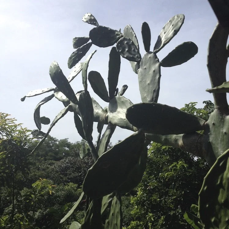 Jungle Cactus