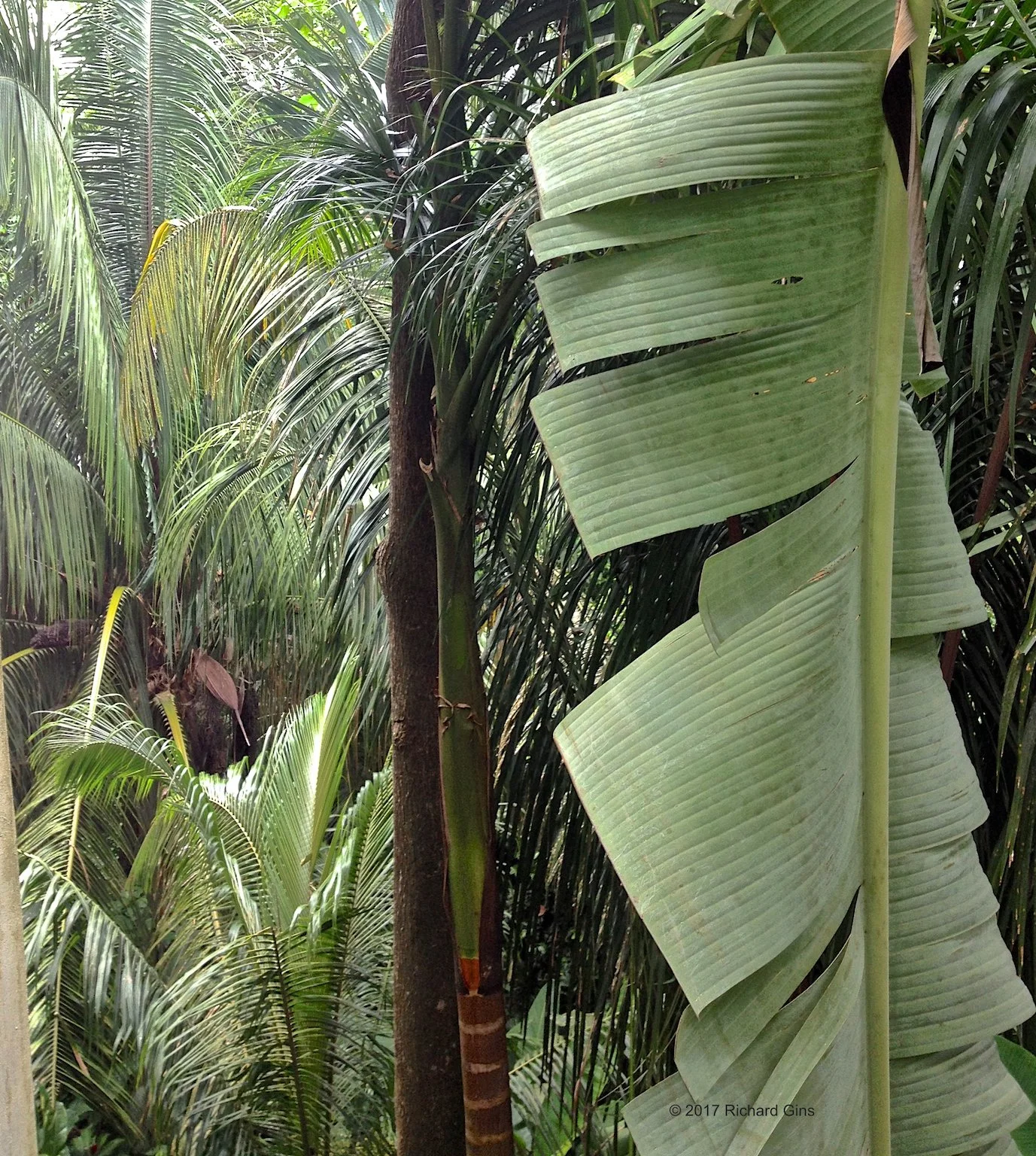 Palms and Banana