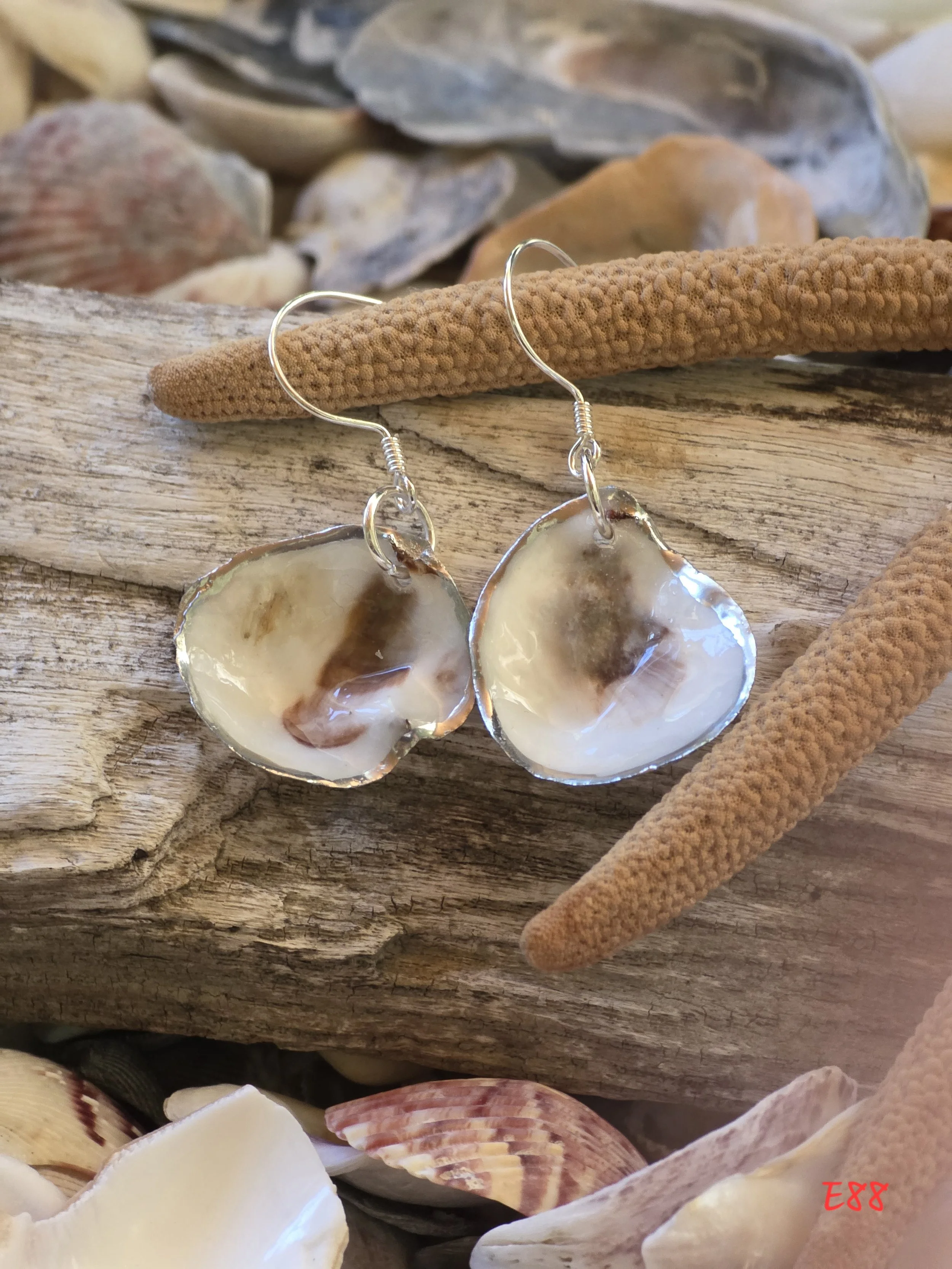 Natural Oyster Shell