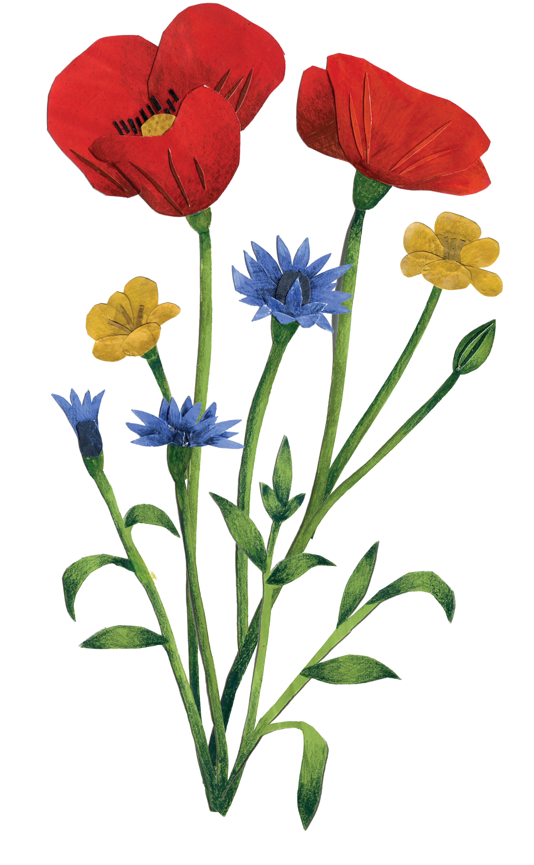 Flower illustration