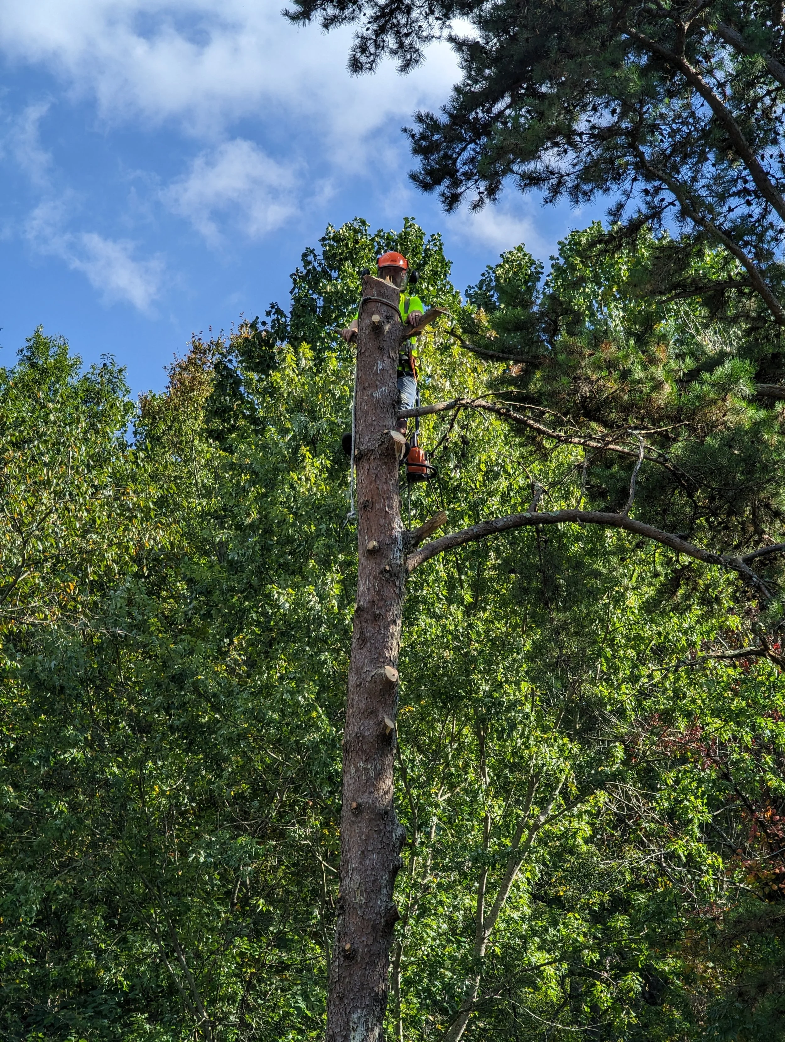 A person wearing a safety vest and helmet trimming a tall tree with a chainsaw in a dense forest.