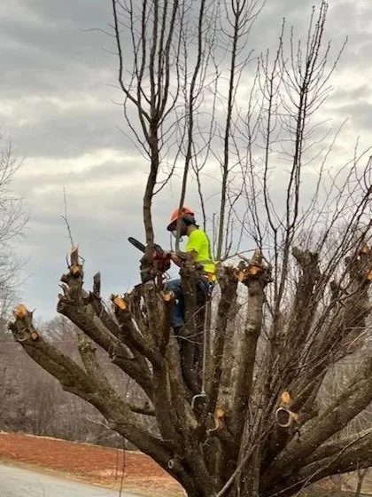 A worker wearing a neon yellow shirt and orange helmet trimming the branches of a large tree.