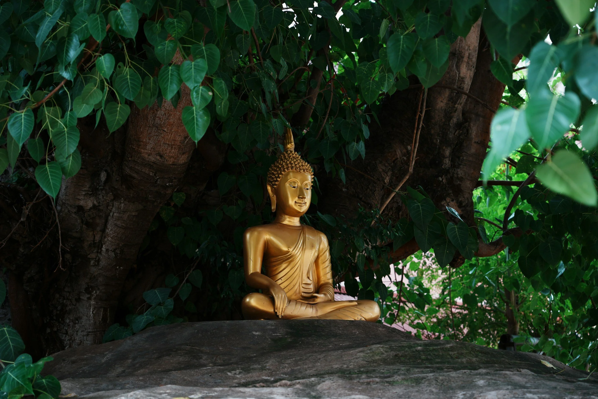 Gold-colored Buddha statue sitting in a meditative pose beneath a large tree with green leaves.