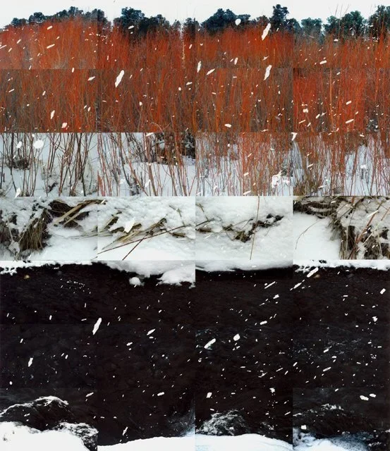 Willows.webp