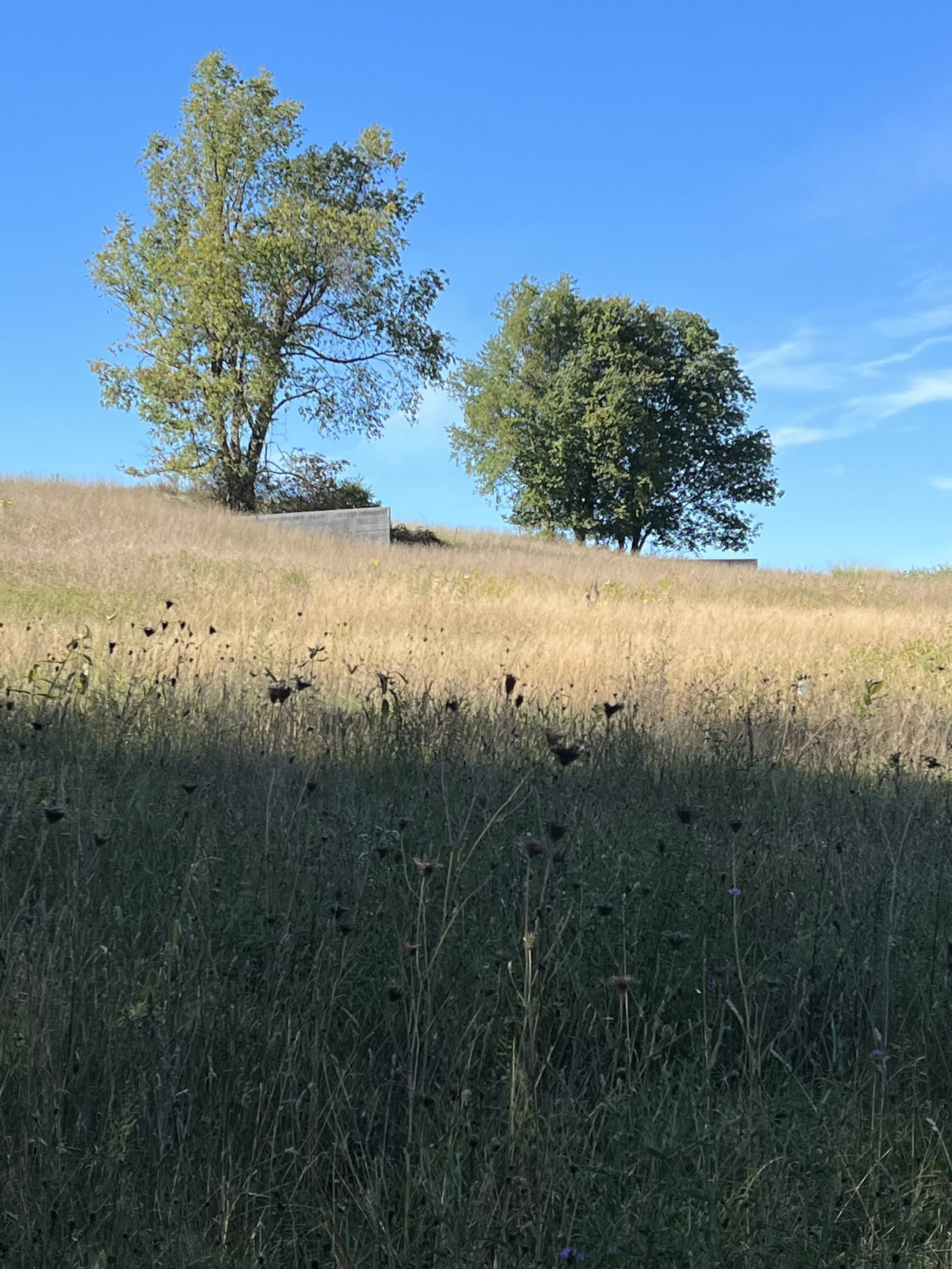 IMG_7299.jpeg