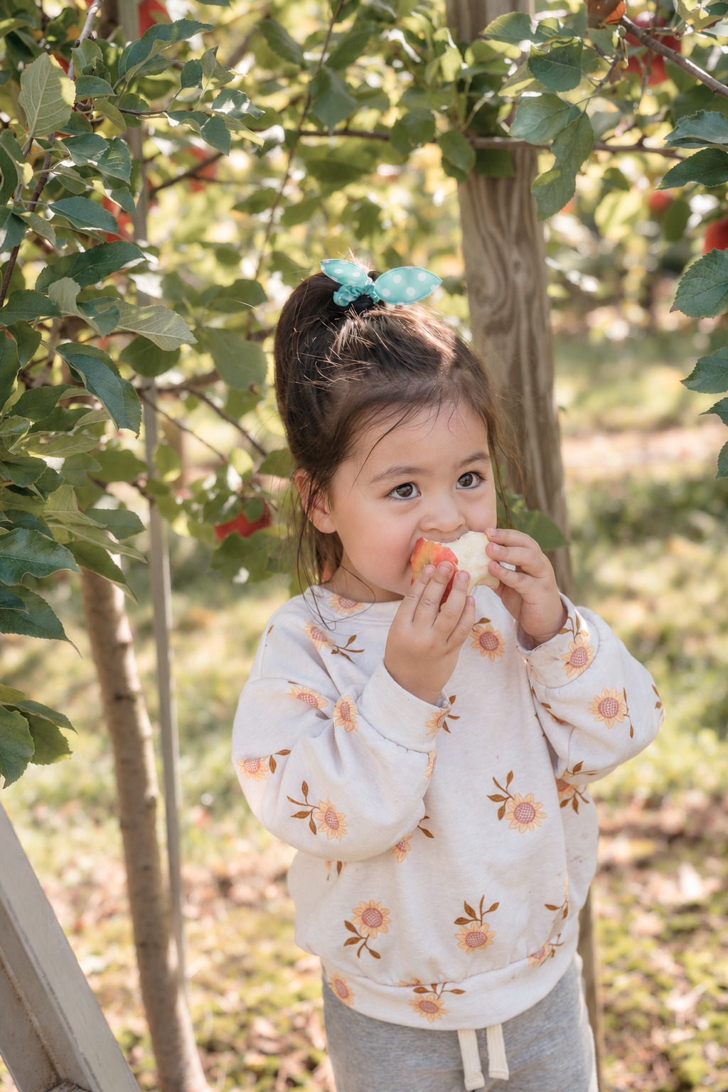 Young child eating an apple in an orchard