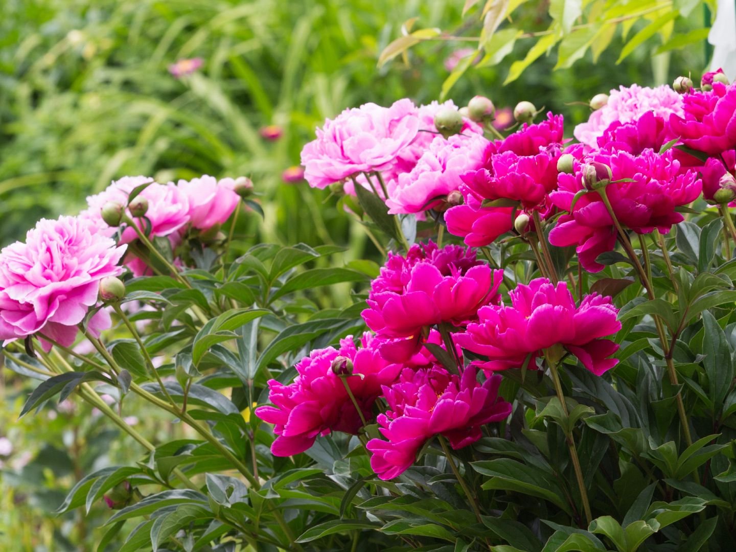 Program: Garden Design