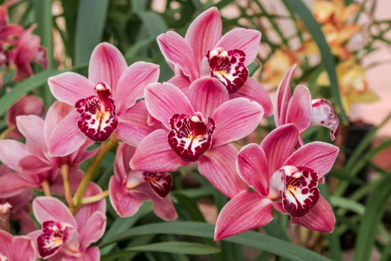Program: Demystifying Orchids