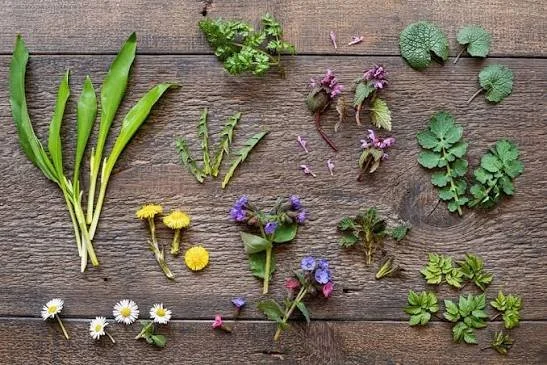 Program: Wild Edible Plants of New Jersey