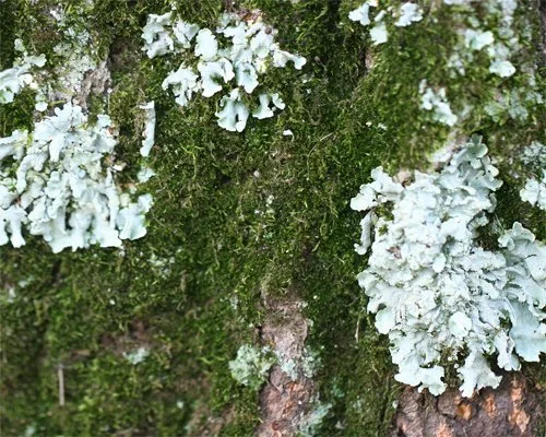 Program: Lichens Biology and the Lichens of Hunterdon County