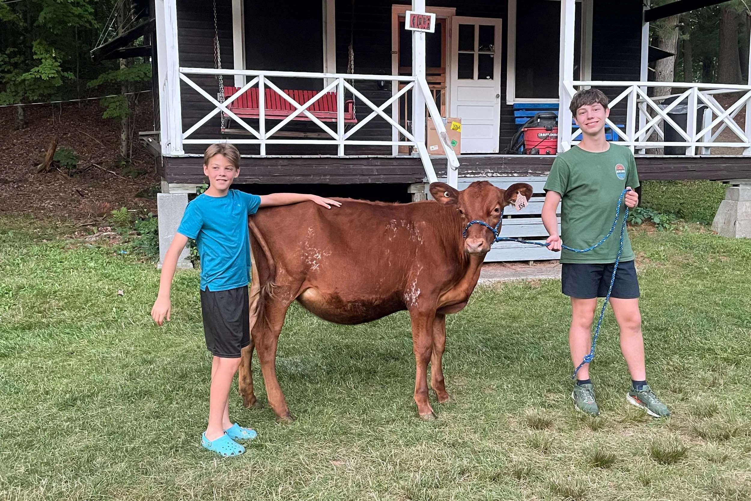 Two campers walking a cow around the cabins.
