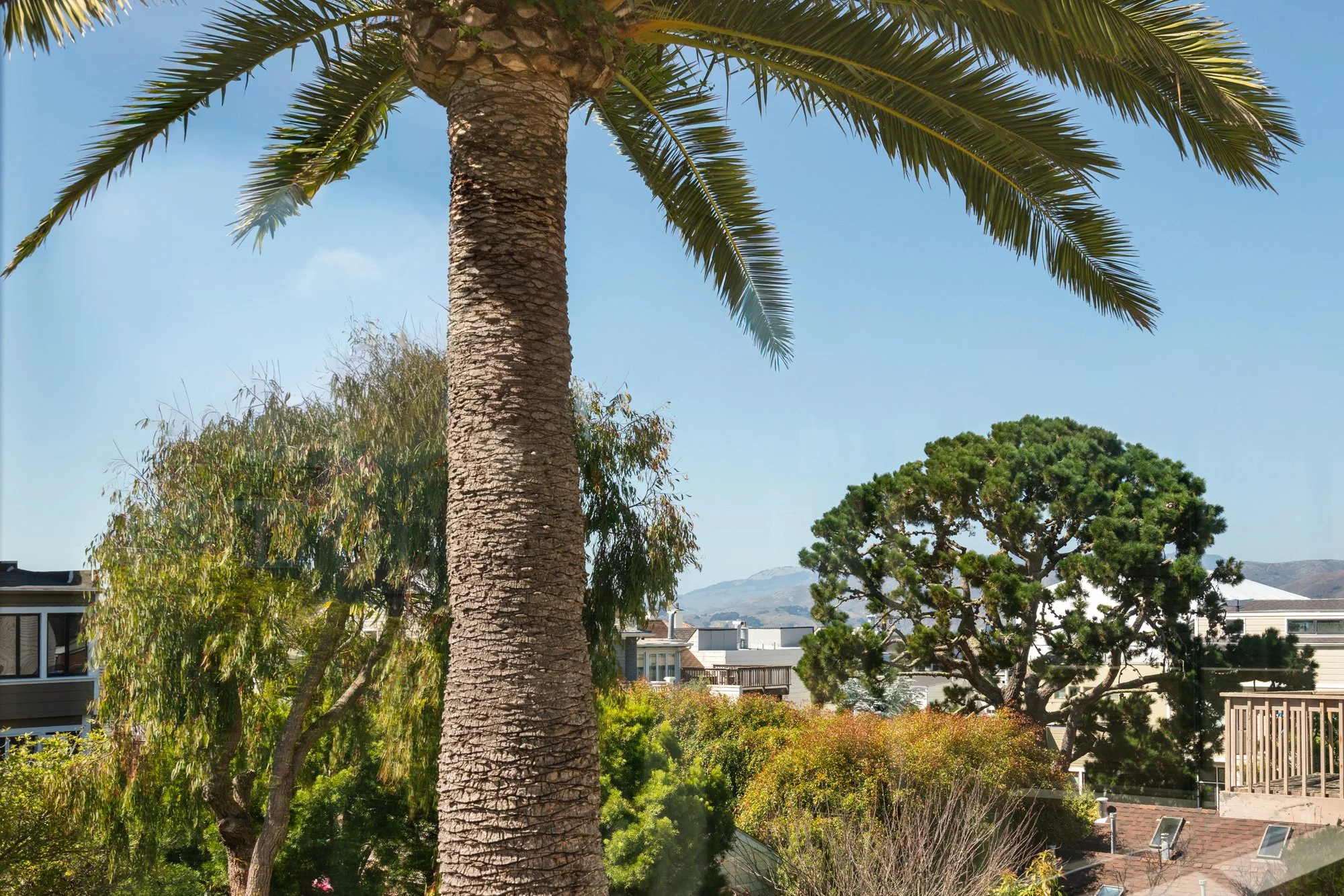 Tall palm tree with textured trunk and green leaves in backyard with other trees and houses under blue sky.
