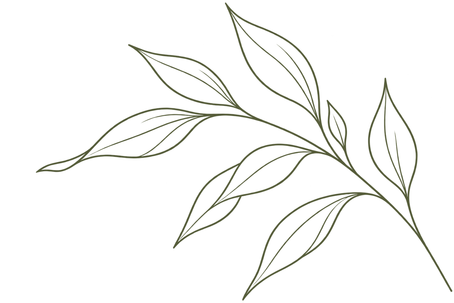 A simple line drawing of a branch with elongated leaves against a black background.