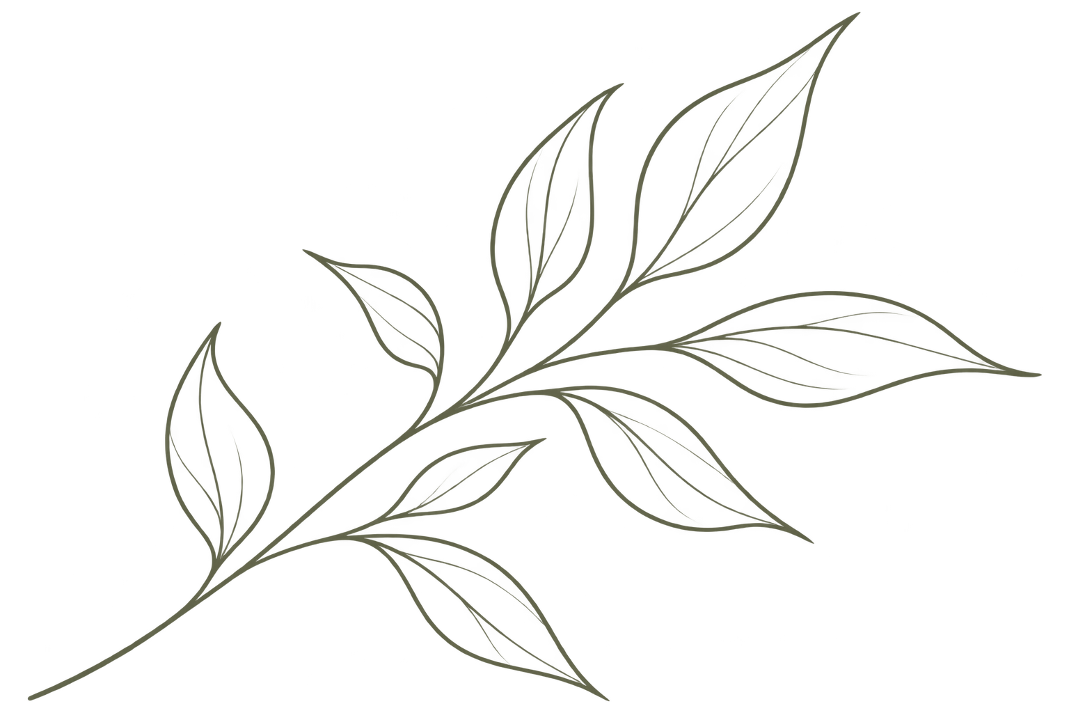 A digital drawing of a branch with multiple leaves, outlined in a light olive-green color on a black background.