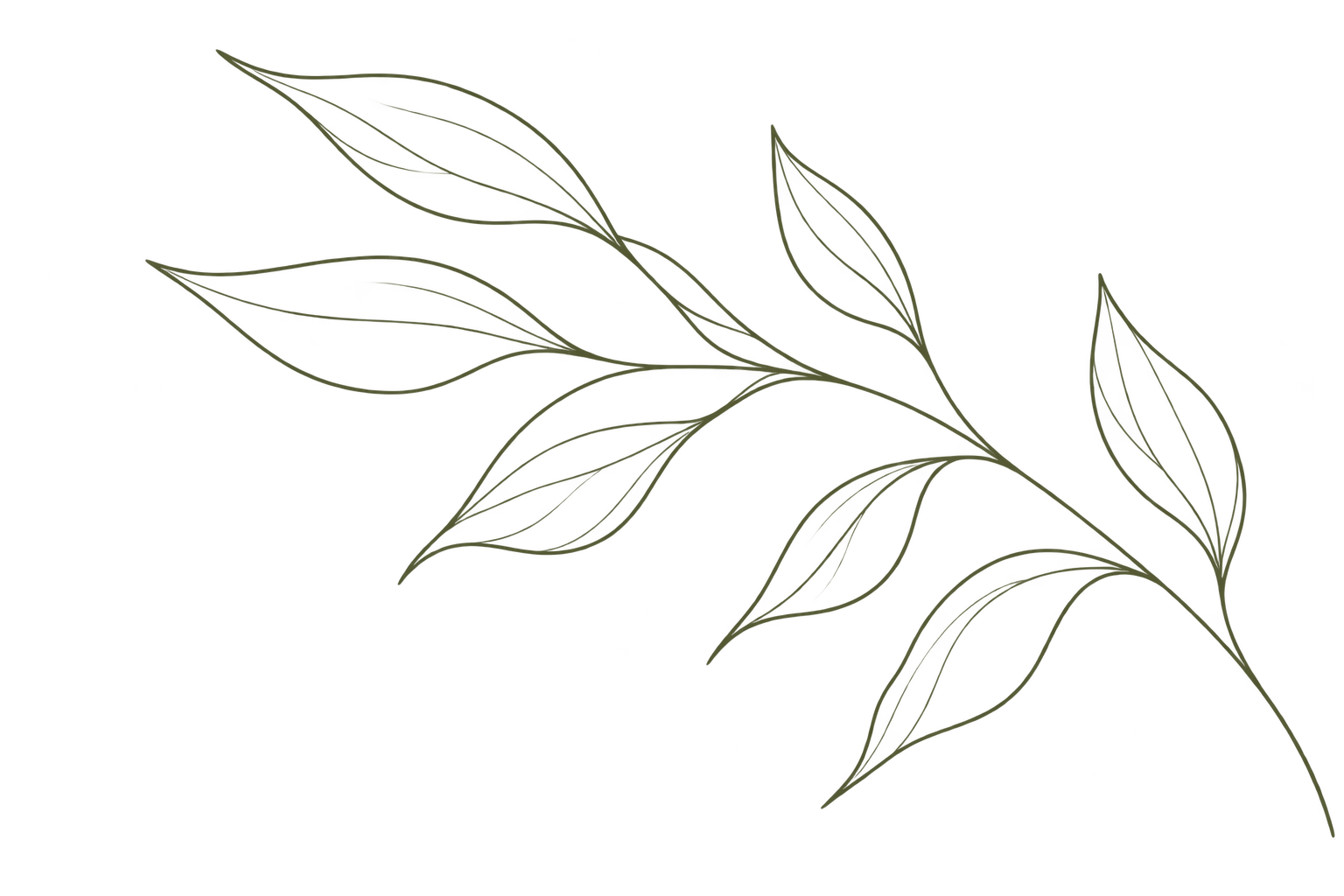 Outline drawing of a branch with multiple elongated leaves on a black background.