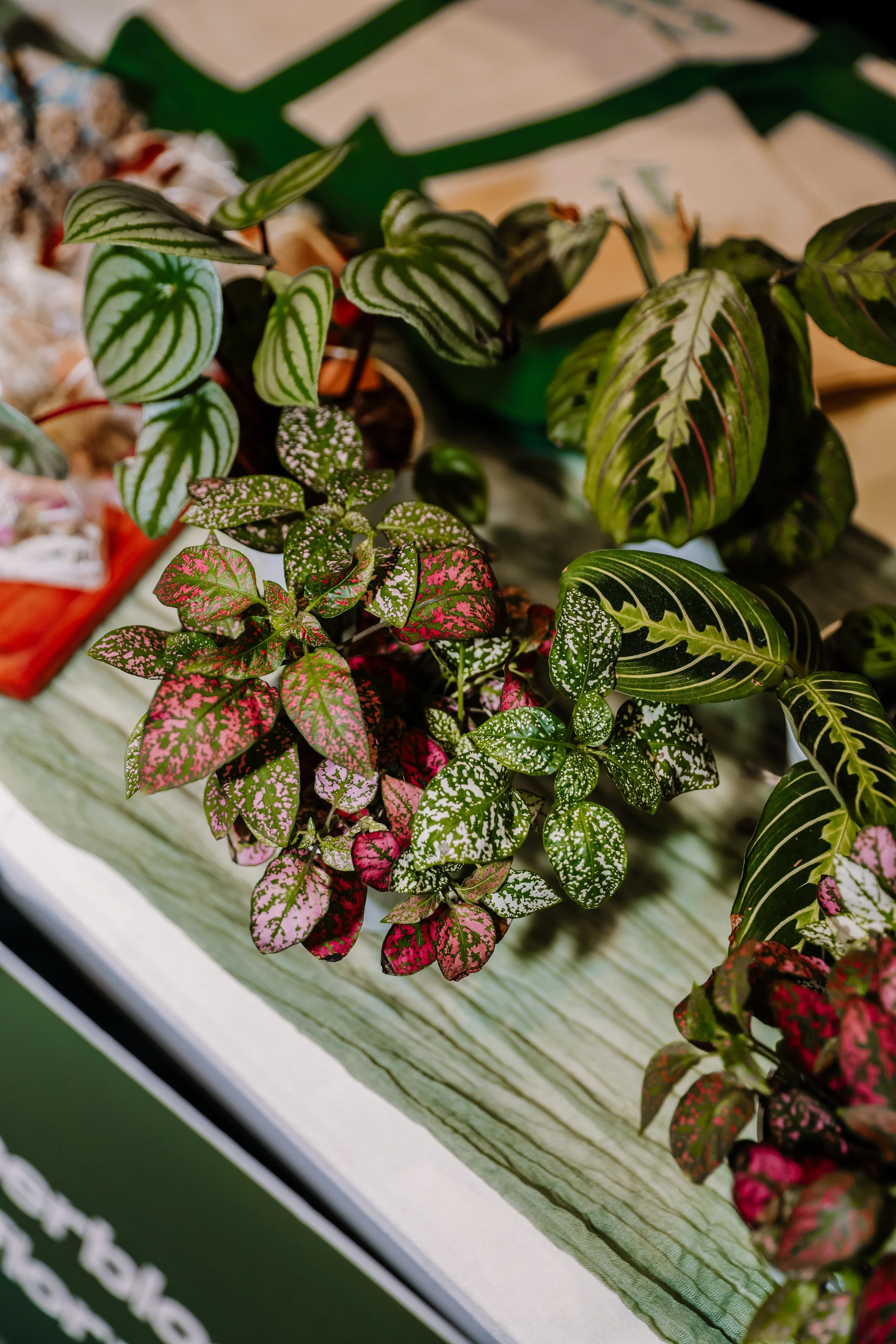 Close-up of various colorful potted foliage plants with patterned and variegated leaves on a table.
